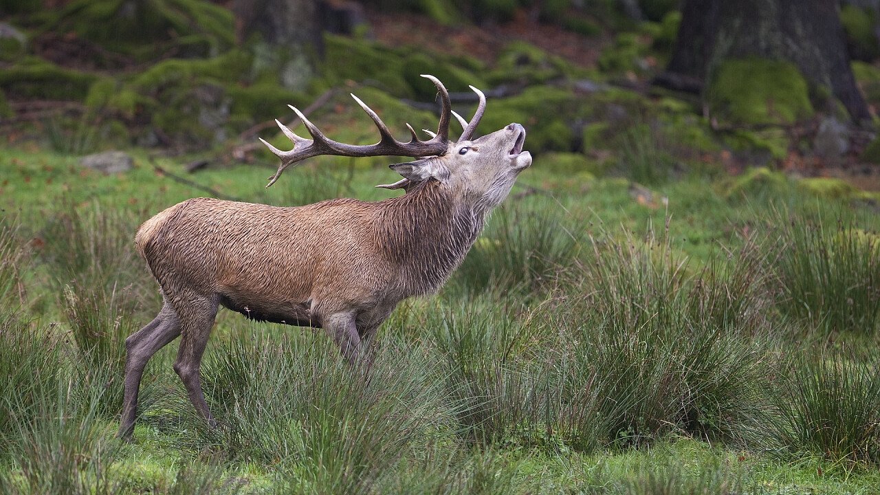 bramito_del_cervo_pixabay_burohuiz