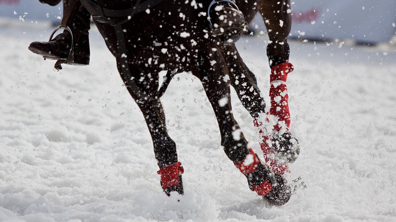 cavallo_neve_winter_polo_shutterstock