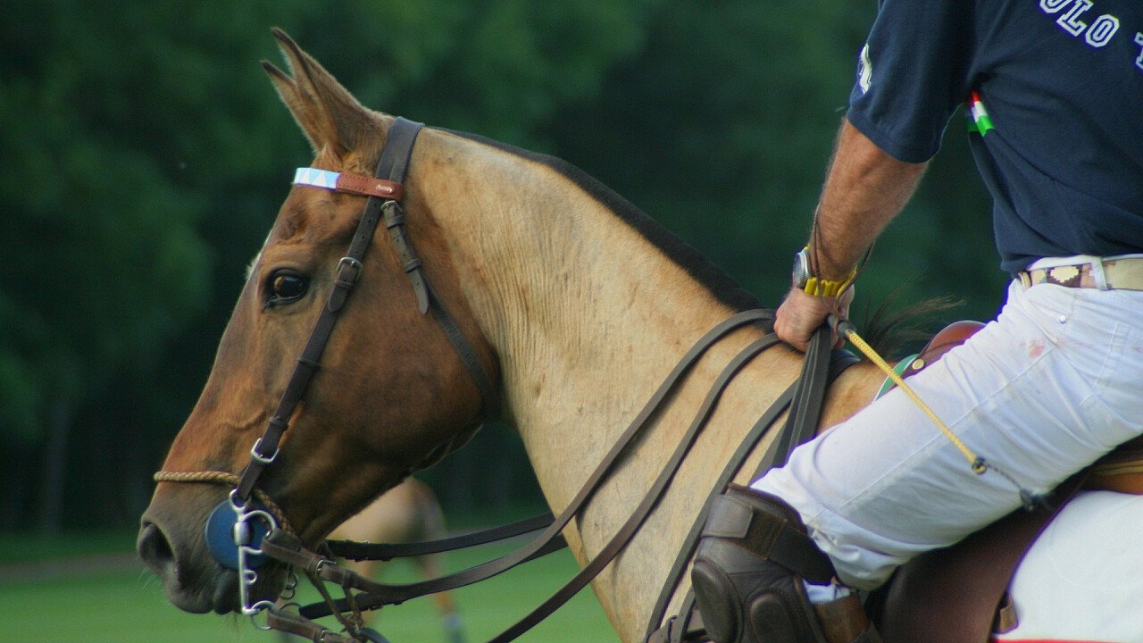 cavallo_polo_pixabay_12019