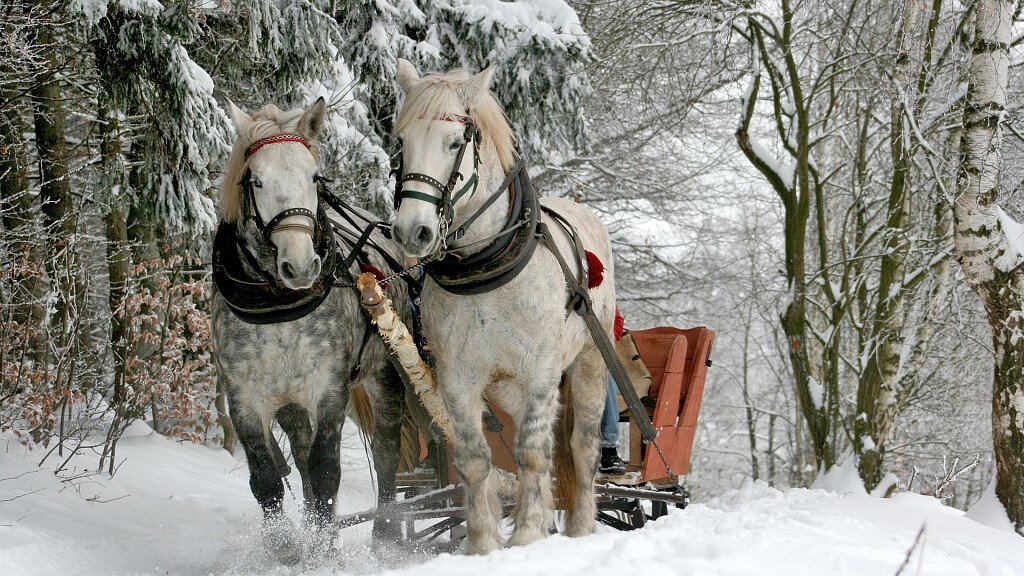 Cavalos Loiros Sorrir Prado Siusi Alpes Trentino Alto Adige Itália