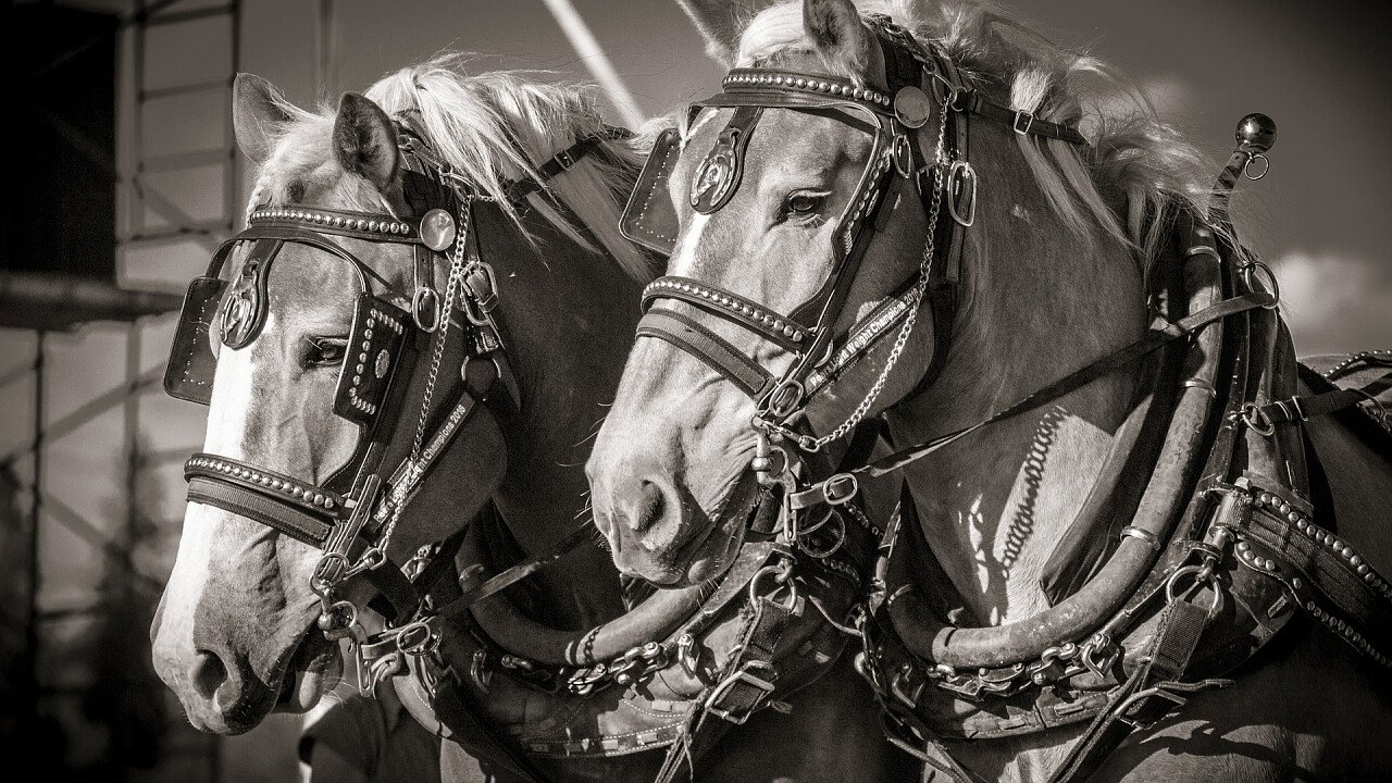 cavalli_per_equitazione_pixabay_wild0ne