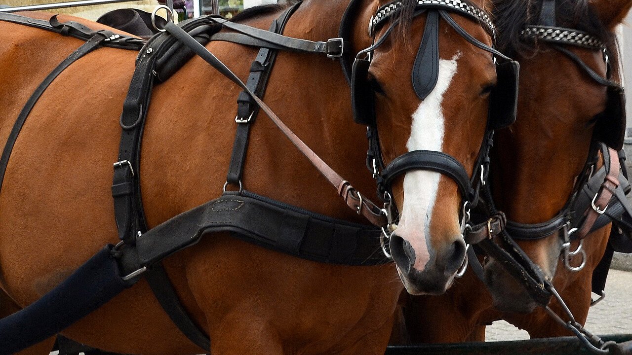 coppia_cavalli_equitazione_pixabay_detmold