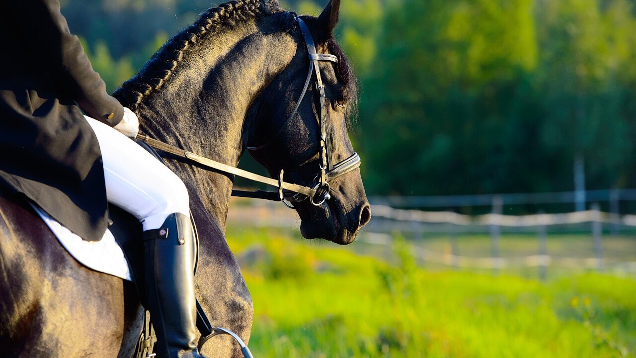 gara_con_cavalli_shutterstock