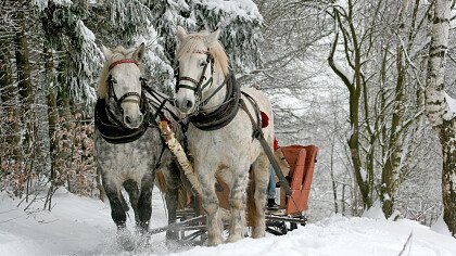 carrozza_cavalli_inverno_pixabay_tomaszproszek