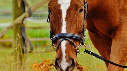 carrozza_cavalli_inverno_pixabay_tomaszproszek