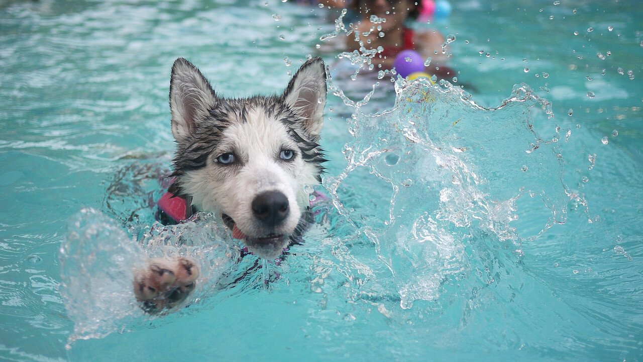 Dog swimming in the pool