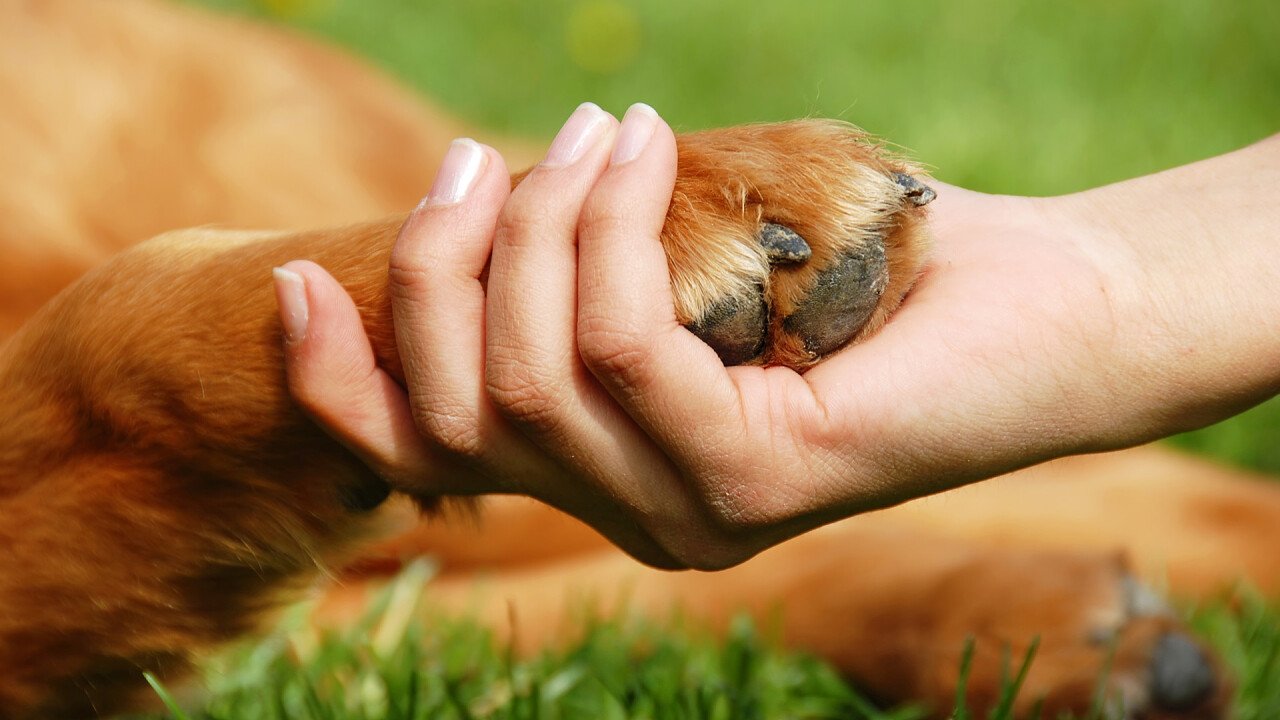 Woman hand with dog paw