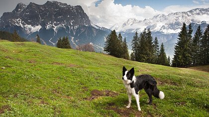 Hund und Katze im Schnee