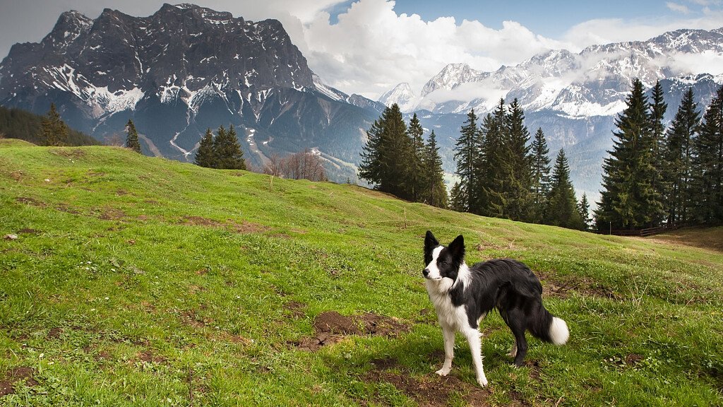 Urlaub in den Dolomiten in Haustierfreundlichen Hotels