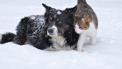 Dog and snow in the snow